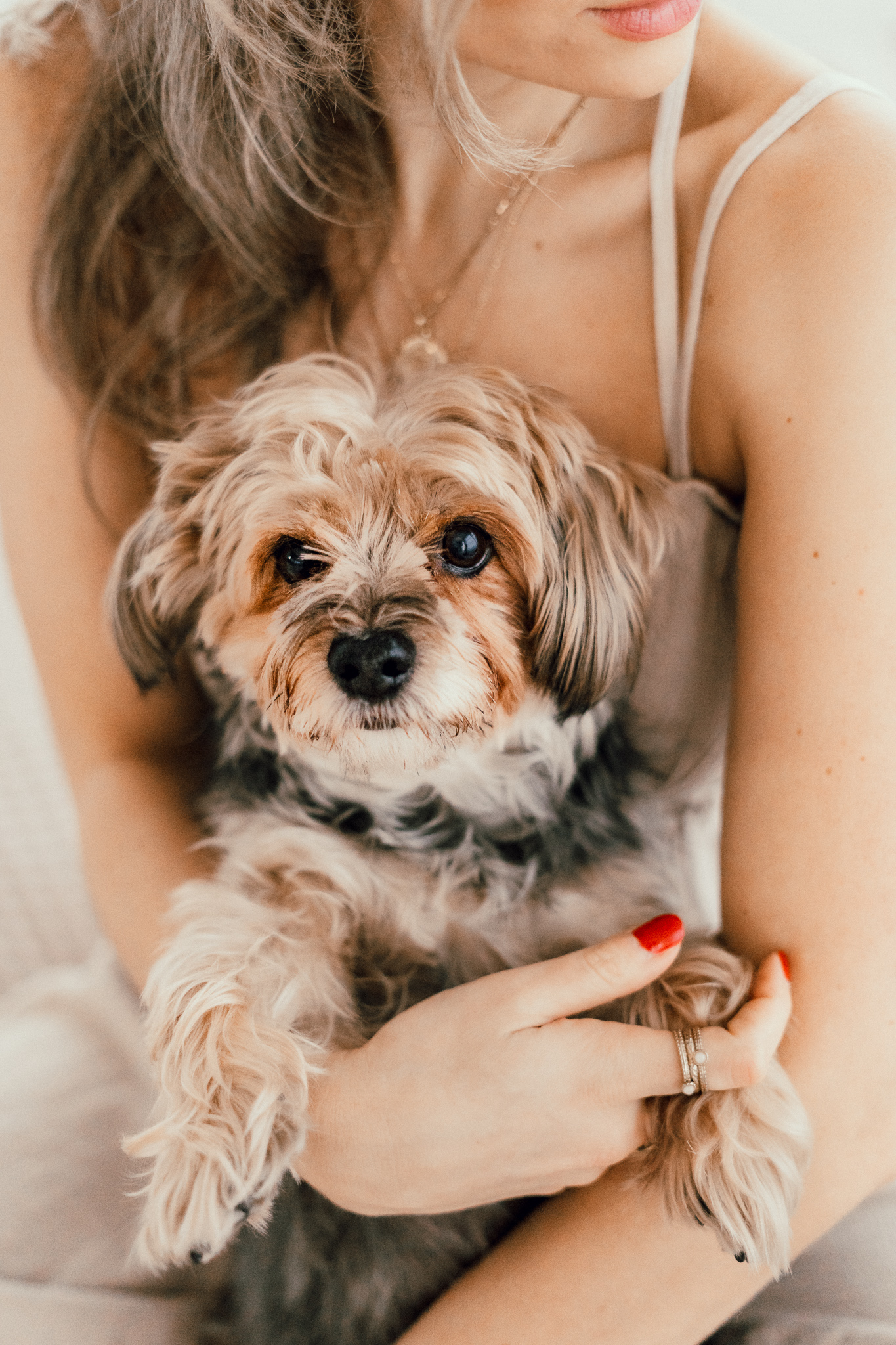 Hundefotografie indoor Bergisch Gladbach