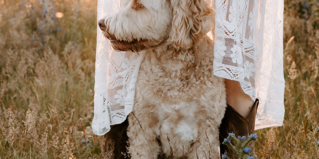 Hundefotos Köln