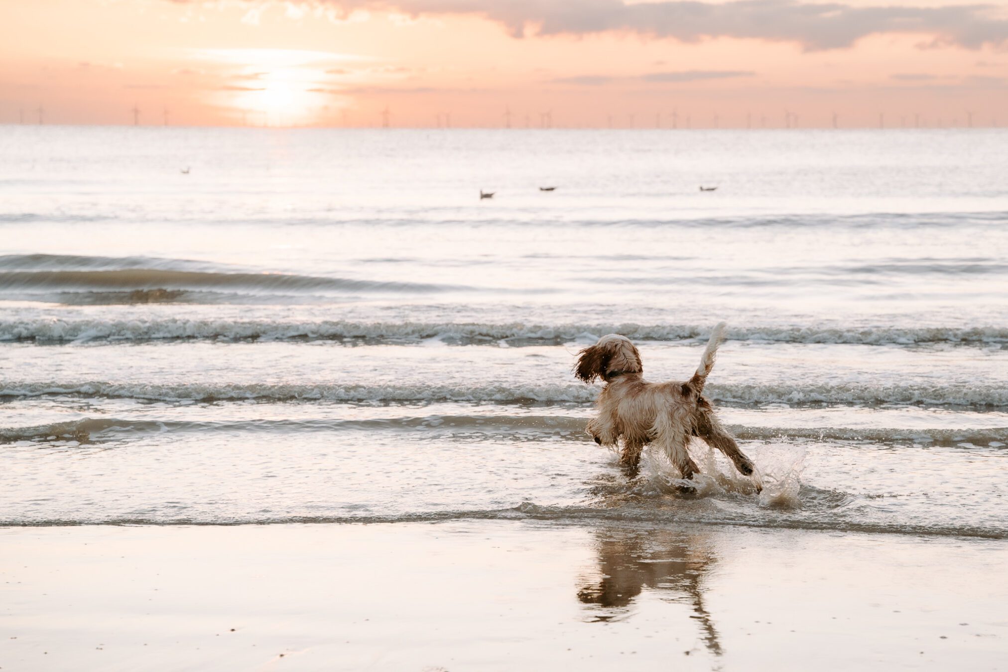Hundefotografie Holland