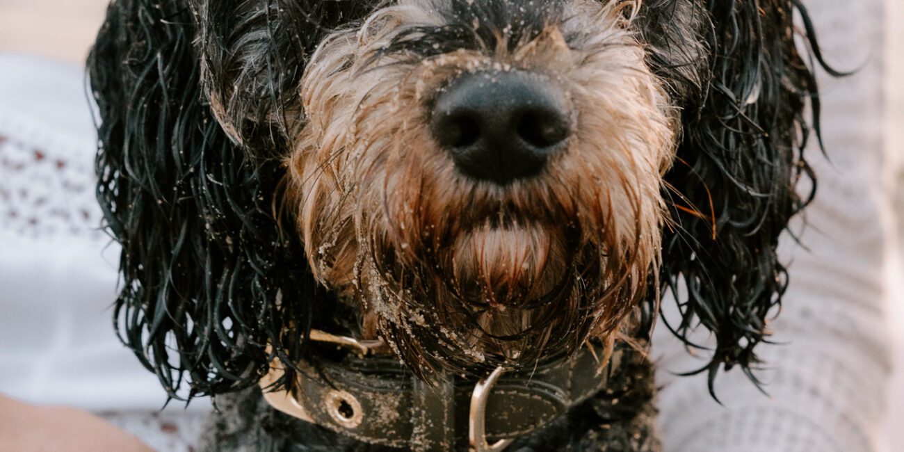 Hundeshooting Holland